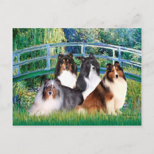 Shetland Sheepdog (vier) - Brücke Postkarte
