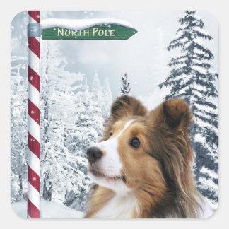 Shetland Sheepdog Weihnachten Quadratischer Aufkleber