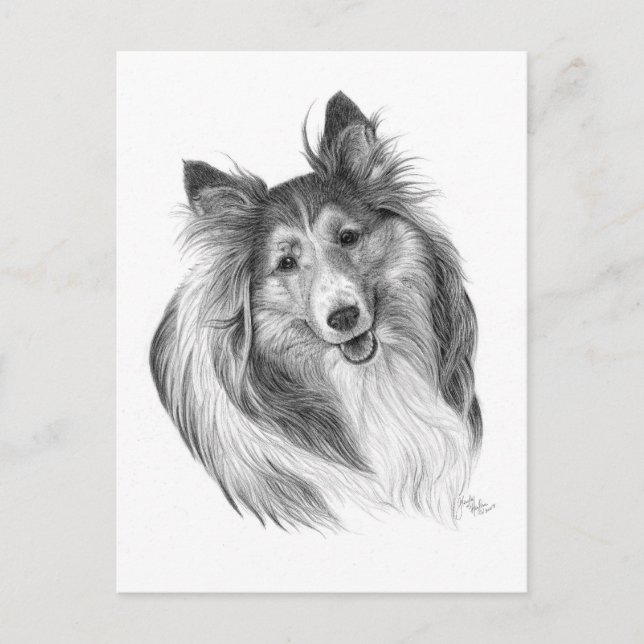 Shetland Sheepdog Zeichne von Glenda S. Harlan Postkarte (Vorderseite)