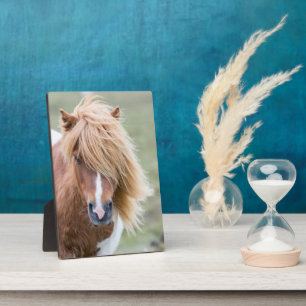 Shetlandpony auf der Insel Unst Fotoplatte
