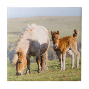 Shetlandpony auf der Weide in der Nähe hoher Klipp Fliese