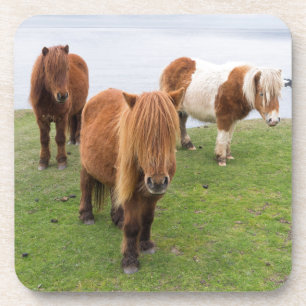 Shetlandpony auf der Weide nahe hoher Klippen Getränkeuntersetzer
