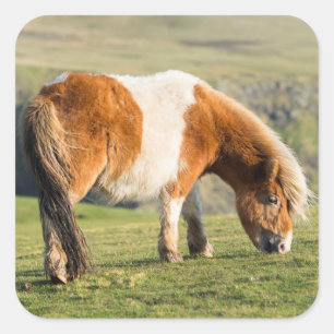 Shetlandpony auf der Weide nahe hoher Klippen Quadratischer Aufkleber