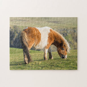 Shetlandpony auf Weide in der Nähe hoher Klippen