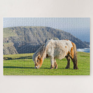Shetlandpony auf Weide in der Nähe hoher Klippen