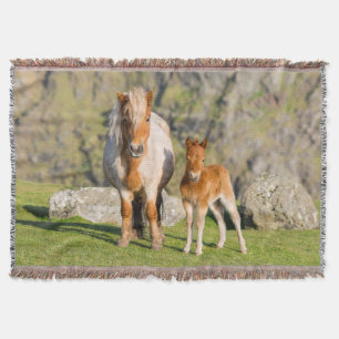 Shetlandpony auf Weide in der Nähe hoher Klippen, Decke