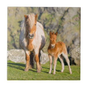 Shetlandpony auf Weide in der Nähe hoher Klippen, Fliese