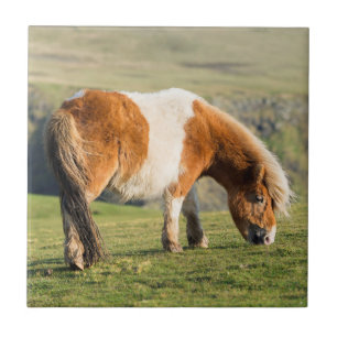 Shetlandpony auf Weide in der Nähe hoher Klippen Fliese