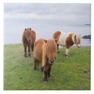Shetlandpony auf Weide in der Nähe hoher Klippen Fliese