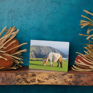 Shetlandpony auf Weide in der Nähe hoher Klippen Fotoplatte