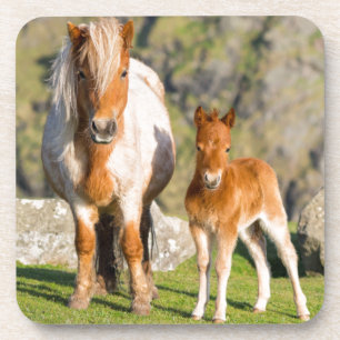 Shetlandpony auf Weide in der Nähe hoher Klippen, Getränkeuntersetzer