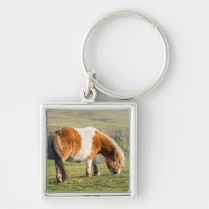Shetlandpony auf Weide in der Nähe hoher Klippen Schlüsselanhänger