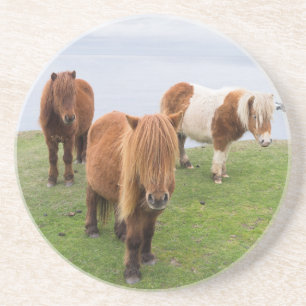 Shetlandpony auf Weide in der Nähe hoher Klippen Untersetzer