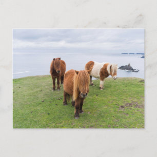 Shetlandpony auf Weide in der Nähe von hohen Klipp Postkarte