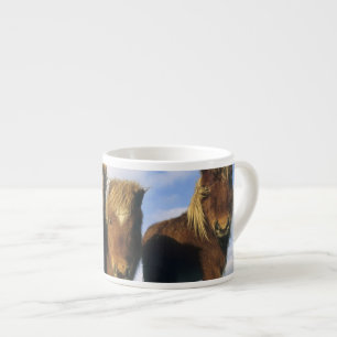 Shetlandpony, Festland Shetland-Inseln, Espressotasse