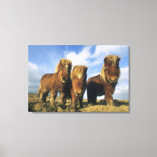 Shetlandpony, Festland Shetland-Inseln, Leinwanddruck