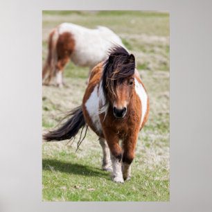 Shetlandpony, Shetland-Inseln Poster
