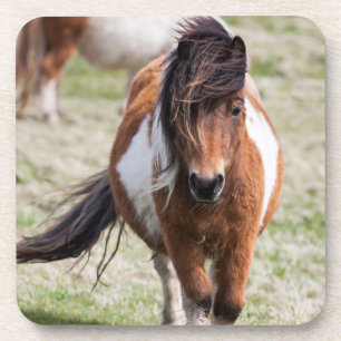 Shetlandpony, Shetlandinseln Getränkeuntersetzer