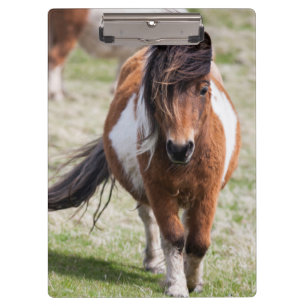 Shetlandpony, Shetlandinseln Klemmbrett