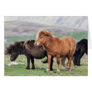 Shetlandpony, Shetlandinseln, Schottland 2