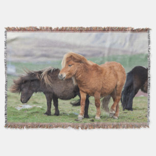 Shetlandpony, Shetlandinseln, Schottland 2 Decke