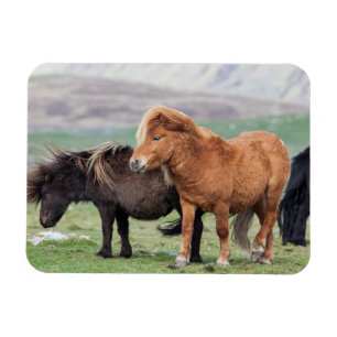 Shetlandpony, Shetlandinseln, Schottland 2 Magnet