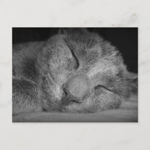 Shhhh... Postkarte