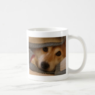 Shiba in einer umfassenden Tasse