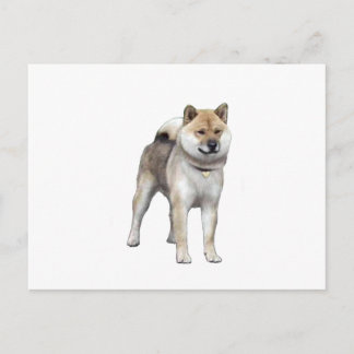 Shiba Inu (C) Postkarte