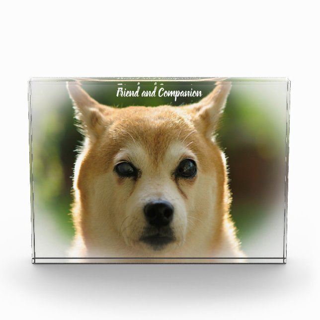 Shiba Inu Dog. Fotoblock (Vorderseite)