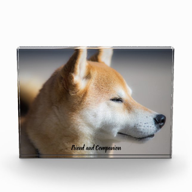 Shiba Inu Dog. Fotoblock (Vorderseite)