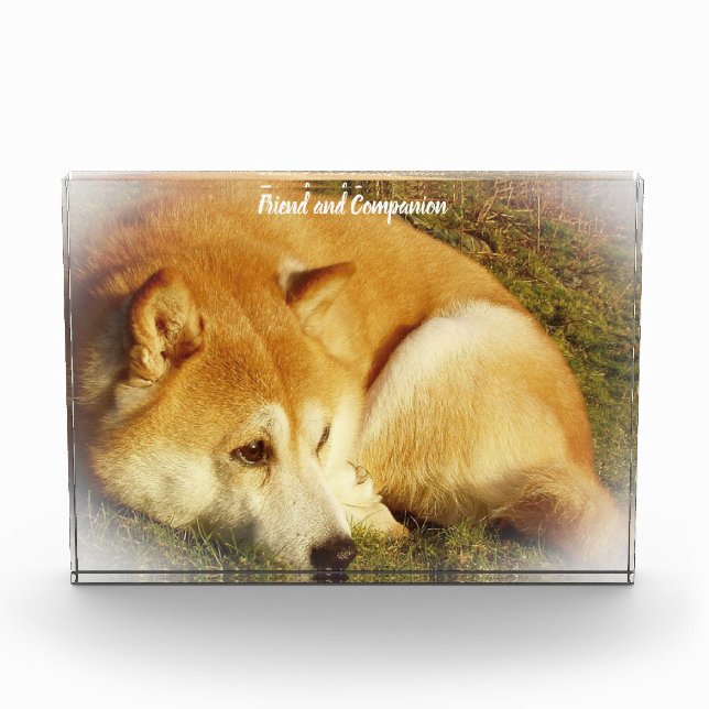 Shiba Inu Dog. Fotoblock (Vorderseite)