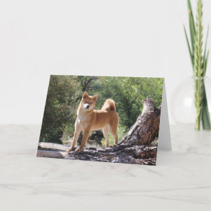 Shiba Inu Feiertagskarte