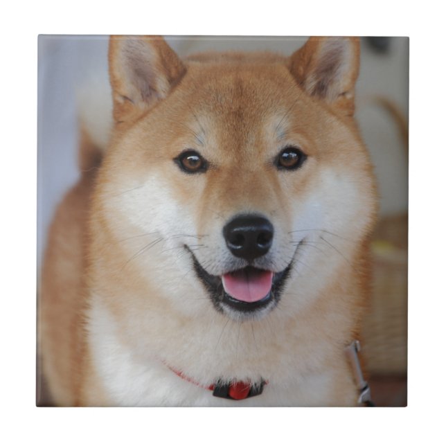 Shiba_inu Fliese (Vorderseite)