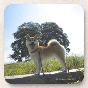 Shiba Inu Getränkeuntersetzer