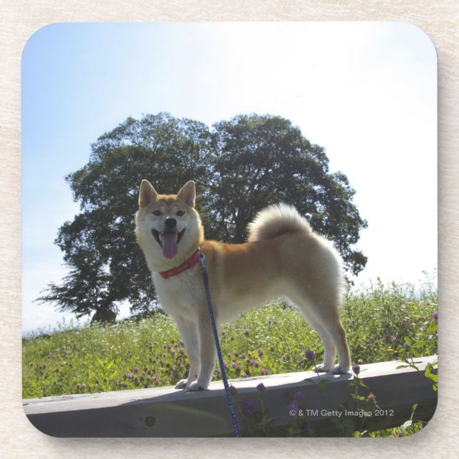 Shiba Inu Getränkeuntersetzer (Vorderseite)