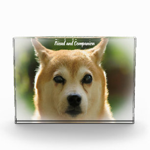 Shiba Inu Hund. Fotoblock