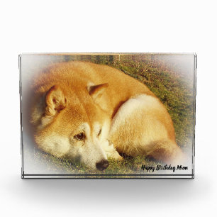 Shiba Inu Hund. Fotoblock