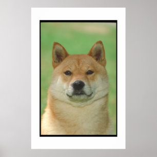 Shiba Inu Plakat