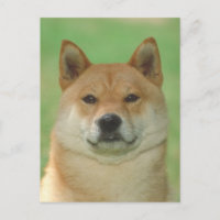 Shiba Inu