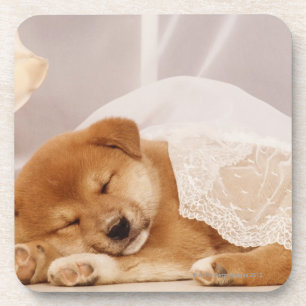 Shiba Inu Welpe, der unter einem Nettovorhang Getränkeuntersetzer