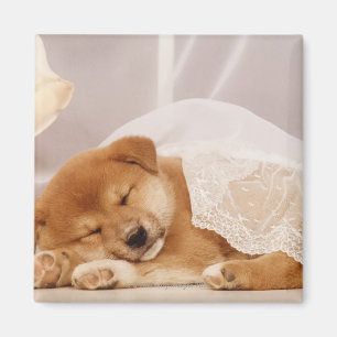 Shiba Inu Welpe, der unter einem Nettovorhang Magnet