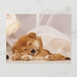 Shiba Inu Welpe, die unter einem Netzvorhang schlä Postkarte
