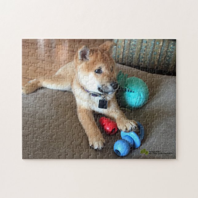 Shiba Inu Welpe mit farbigem Spielzeugfoto (Horizontal)