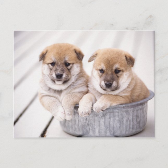 Shiba Inu Welpen in Aluminiumwanne Postkarte (Vorderseite)