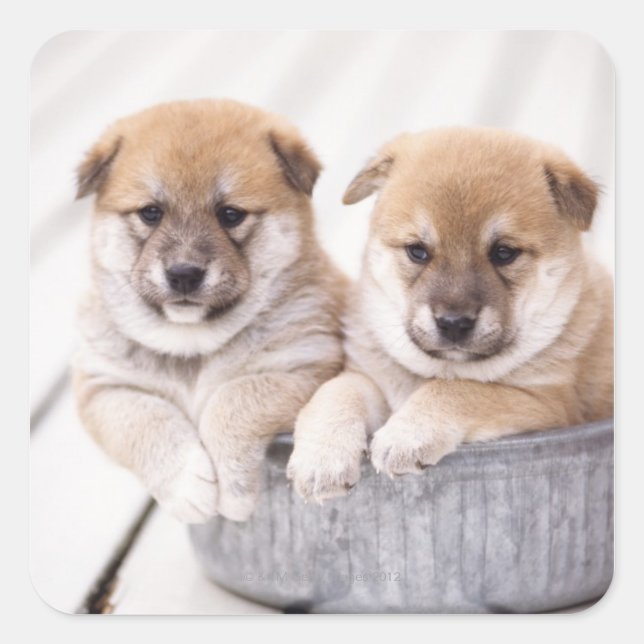 Shiba Inu Welpen in Aluminiumwanne Quadratischer Aufkleber (Vorderseite)