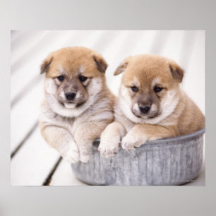 Shiba Inu Welpen in der Aluminiumwanne Poster