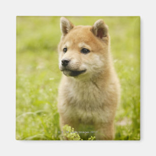 Shiba-Ken Welpe Magnet