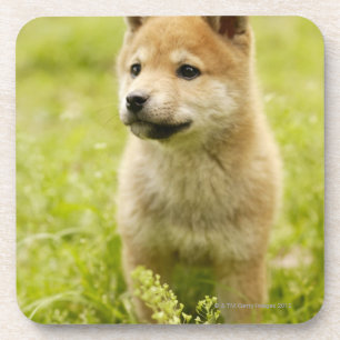 Shiba-Ken Welpe Untersetzer