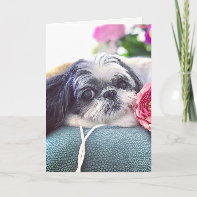 Shift Tzu Girl Blank Grußkarte Karte (Vorderseite)
